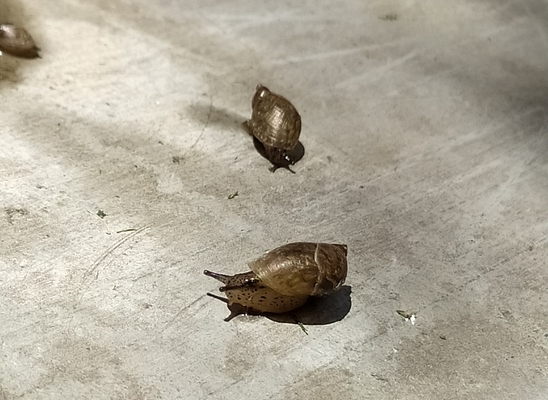 Caracol nativo UPB
