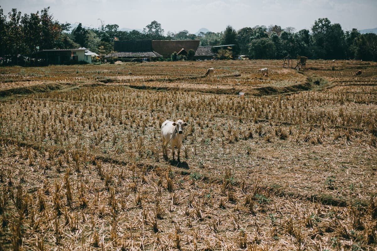 Los periodos de sequía asociados al fenómeno del Niño reducen el rendimiento de los cultivos y afectan la producción agropecuaria, generando aumentos en los precios de la canasta familiar.
