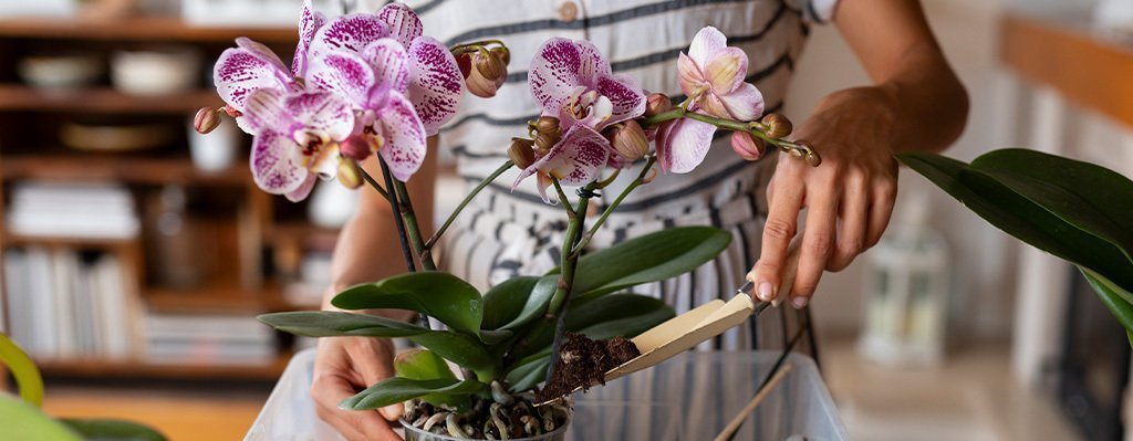 Cultivo, Cuidado y Reproducción de Orquídeas