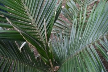 Palma de cera sembrada en las instalaciones de la UPB.