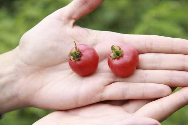 img_recursosfitogeneticos_palmira