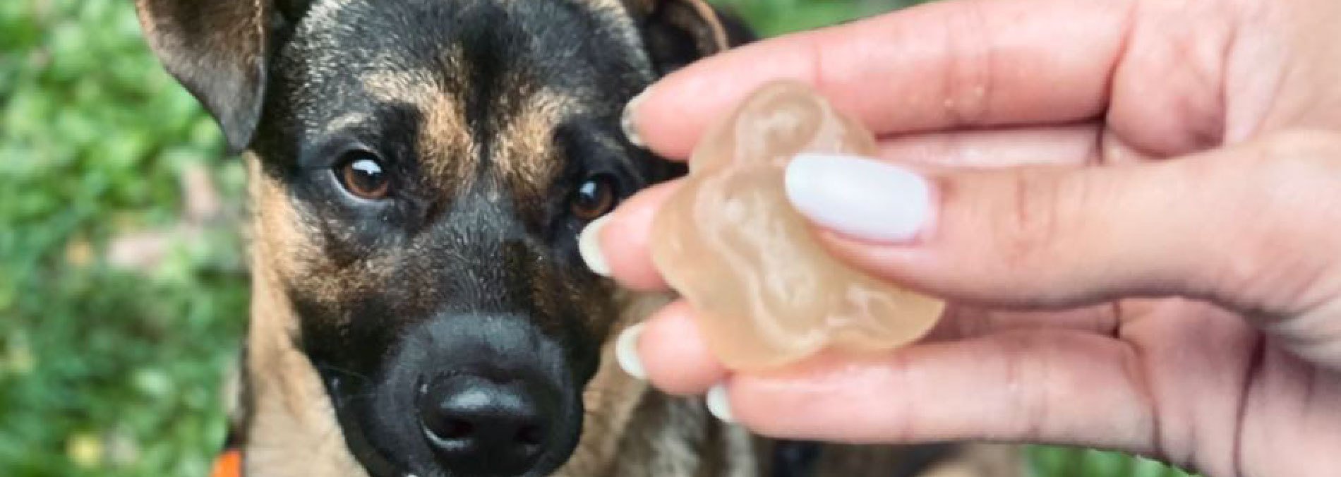 Taller cocina para mascotas