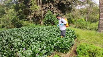 Tipo D insecticida natural upbbga2021