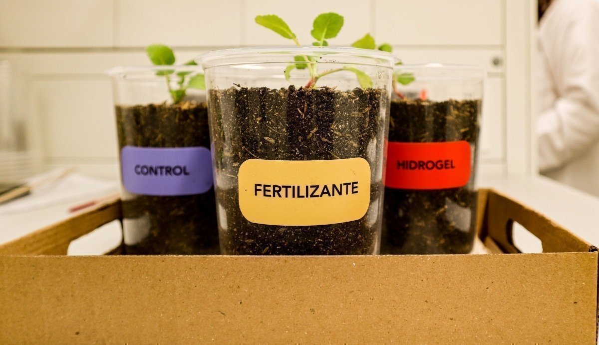 A cada participante del estudio se le entregaron tres plantas de una misma especie: una de control, otra con fertilizante convencional, y otra con el hidrogel UPB.
